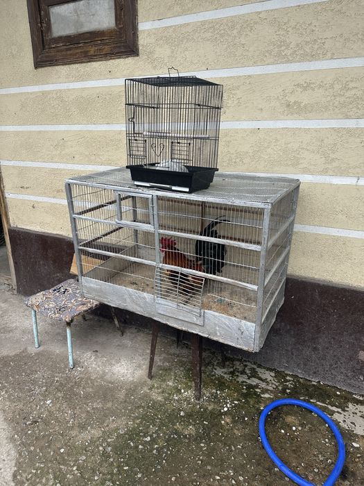 Клетка хороший цастаяна