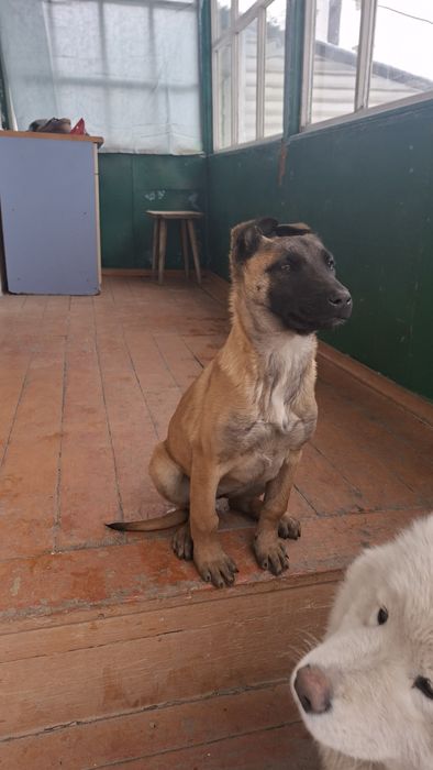 Щенок Малинуа от РР  девочка с документами