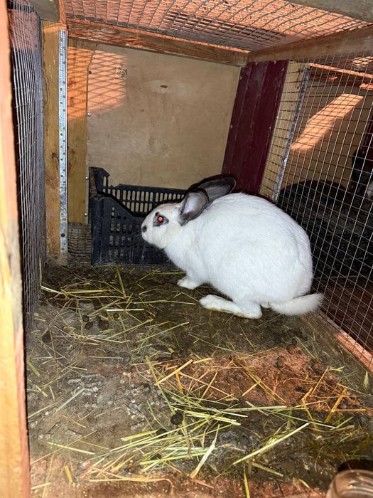 Quyon sotiladi nasli tozza, otasi flandir