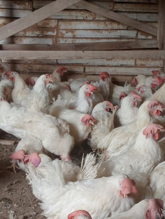 Продам несушки .Тауык несушки сатылады