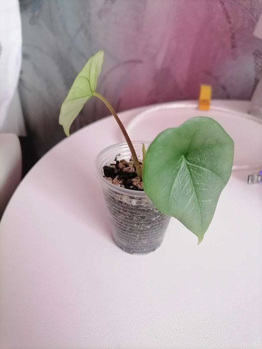 Продам деток алоказий