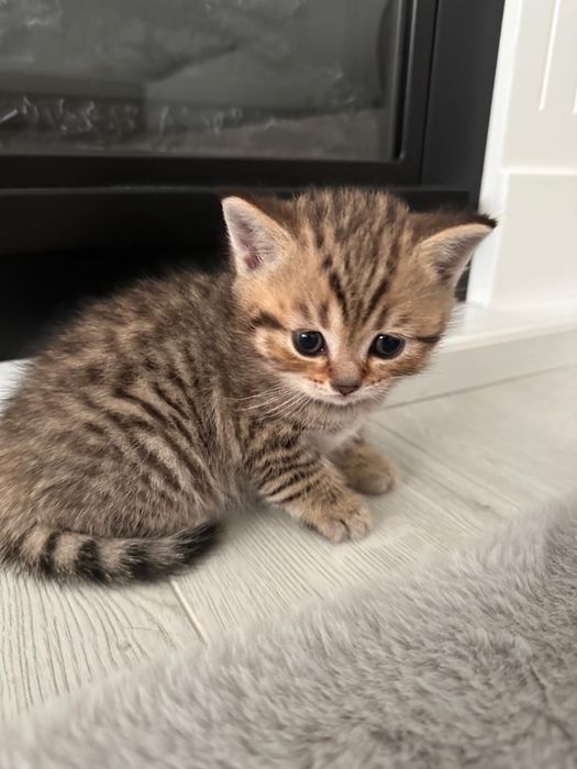 British shorthair