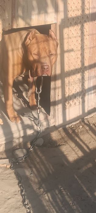 Питбуль болалари сотилади