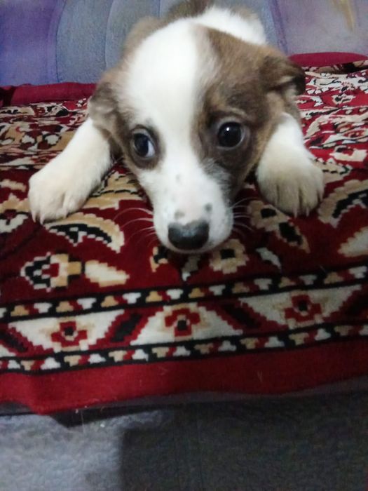 Отдам щенят даром