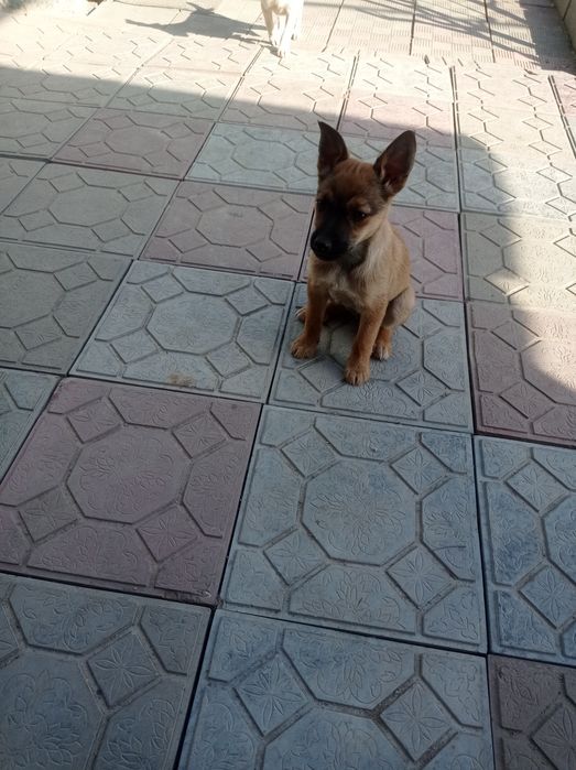 Щенки звоночки в дар