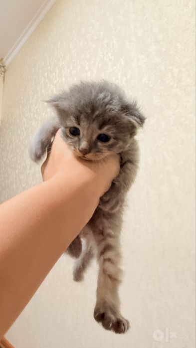 Скоттиш фолд срочный сотилади