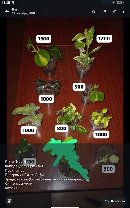 Комнатные цветочки,отростки