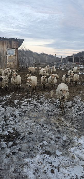 Ovine de vanzare