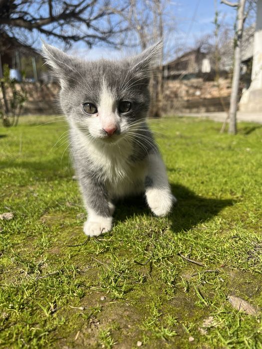 Скоттиш фолд 2 месяцев