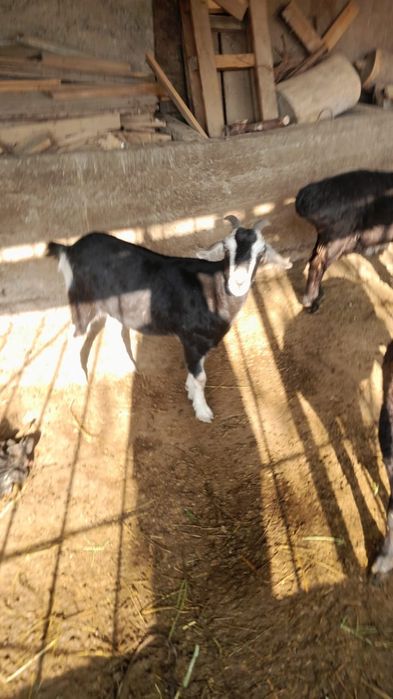 козы продается ешкі сатылады