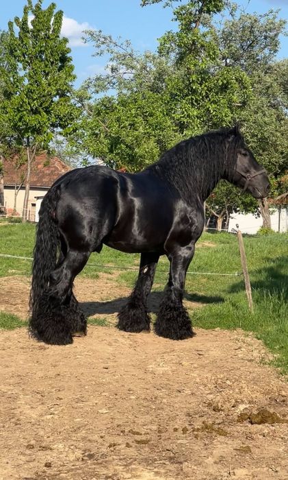 Vând mânză neagra
