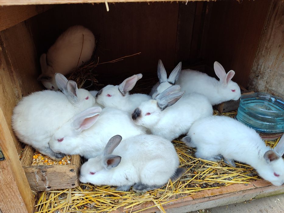 Iepurași de vânzare