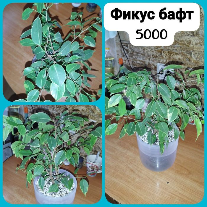 Продаю излишки комнатных растений