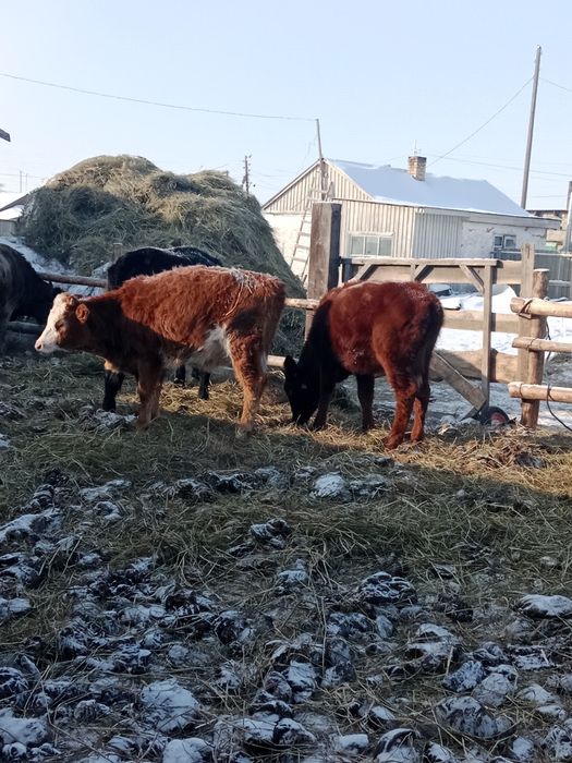Продам телок и корова