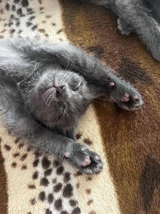 отдам котят добрые руки