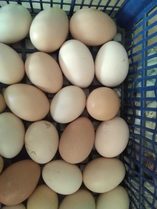 ouă de găină hrănite natural