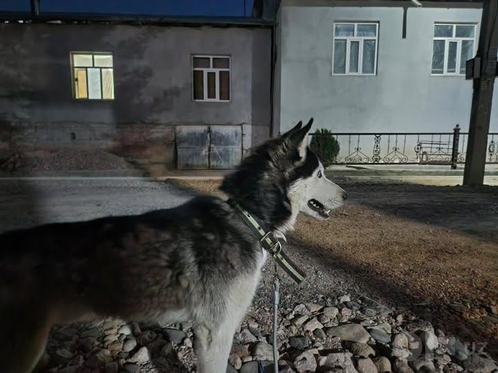 Сибирский хаски продается