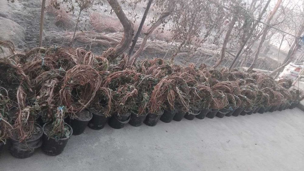 Саженцы Девичьего винограда и Жимолист (Каприфоль) - вьющиеся