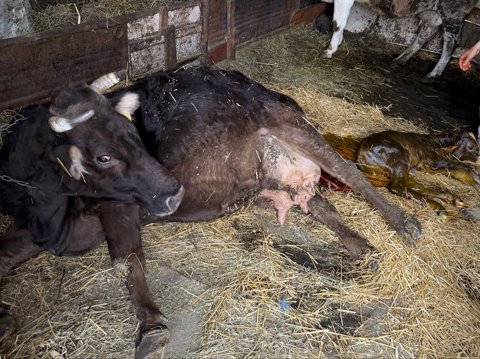Vaca productie lapte 25 l lapte la zi garantata