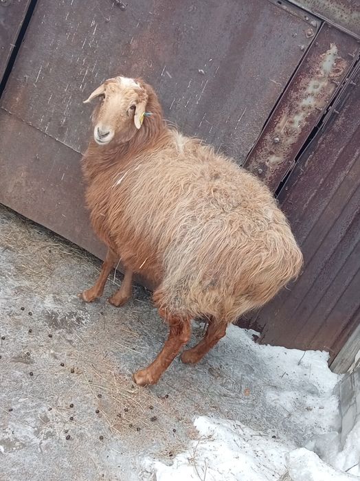 Продам овцематку жирная