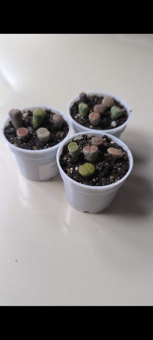 Продам суккуленты и литопсы