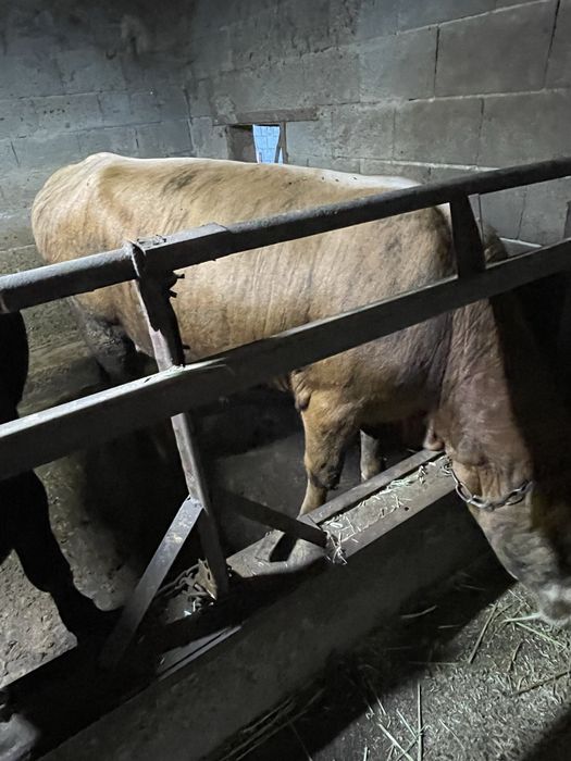Продам бычков стояли на откорме