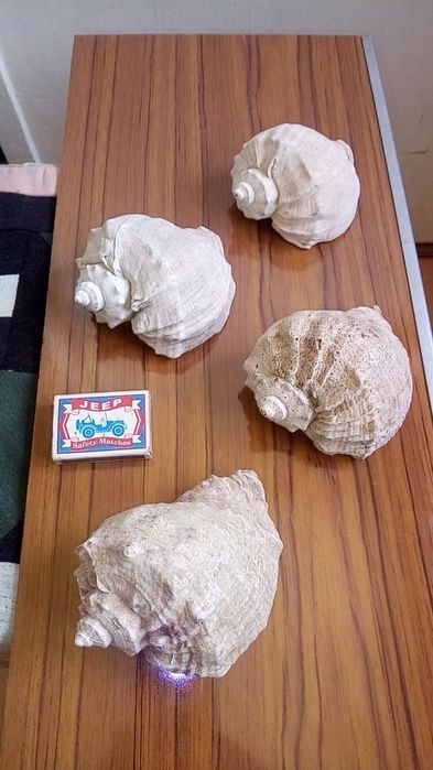 Морские ракушки.