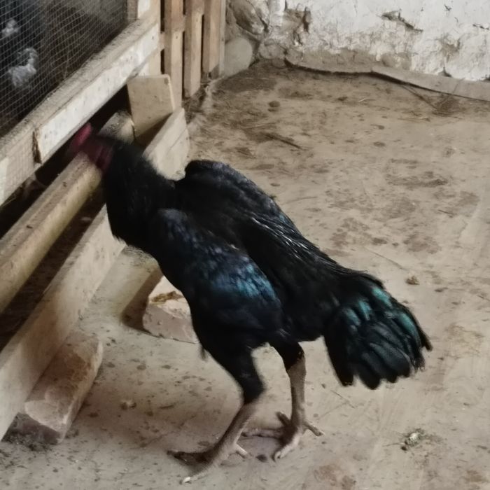 Продам Бойцовый дакан