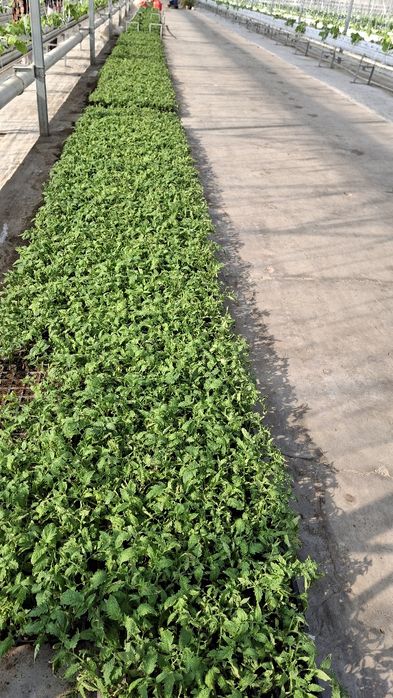 Pamidor kõchat  alamina