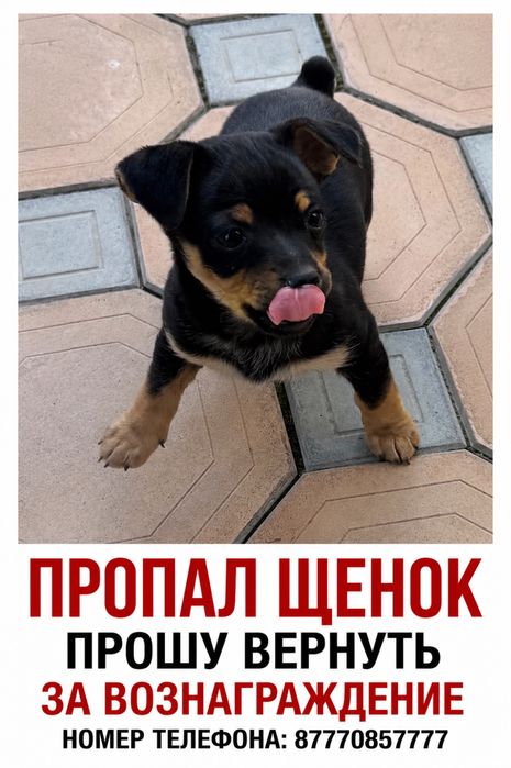 Пропал щенок Комратова Дулати