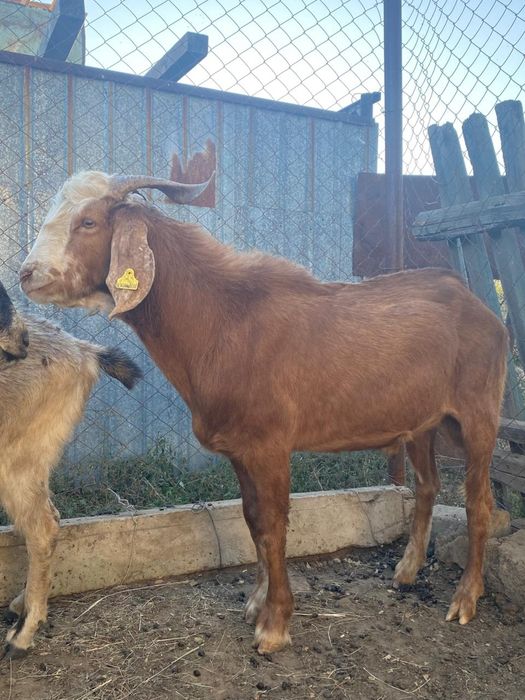 Ешкылер Сатылады