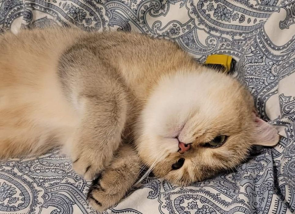 Donez British Shorthair cu Pedigree