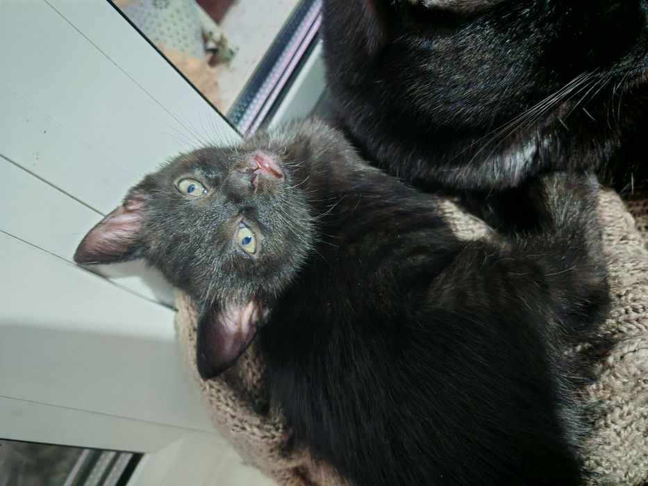 Отдам котят девочку и мальчика