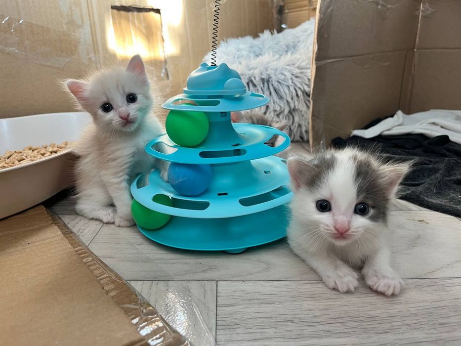 Отдам котят в добрые руки