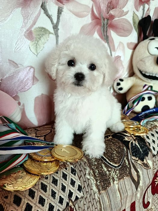 Продаётся шикарная девочка
