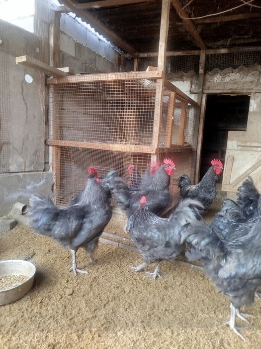 Петухи Астролопт