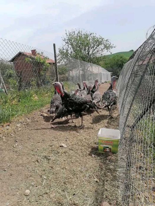 Разплодни яйца от селски пуйки