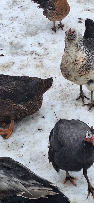 Vând masculi de bibilica