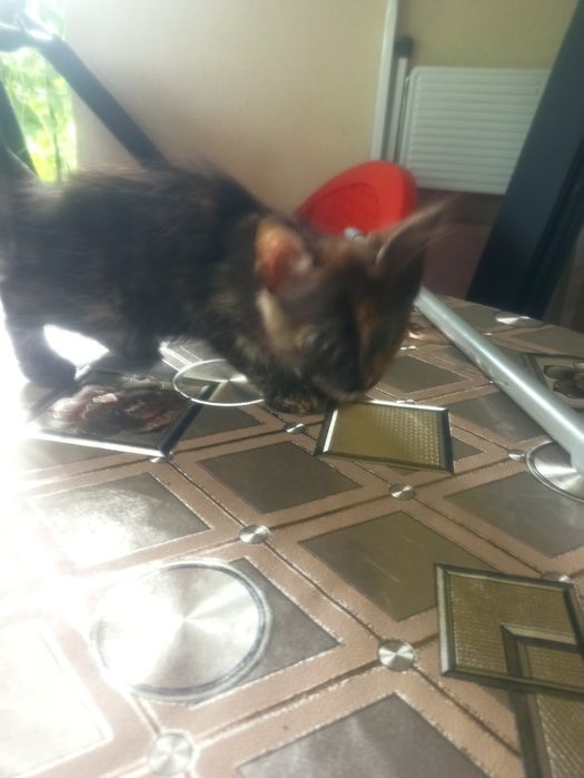 Dau spre adopție 2 pui de pisică  pufoși