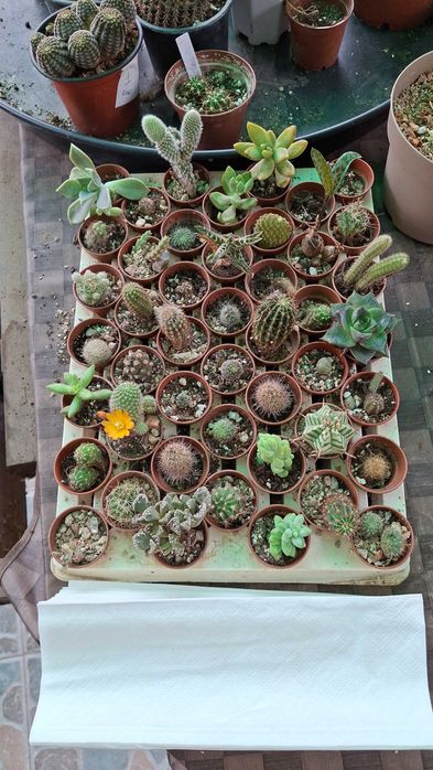 Oferta cactusi si suculente