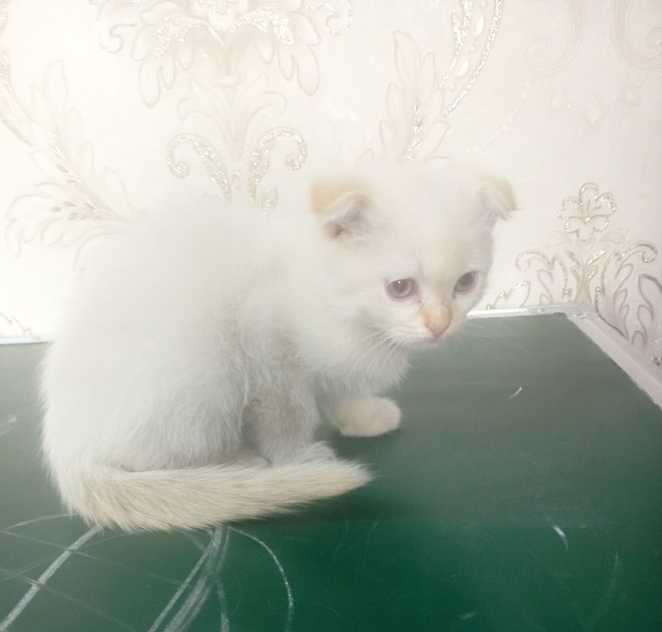 Muwu bolasi sotiladi 10 - avgustda tugʻilgan