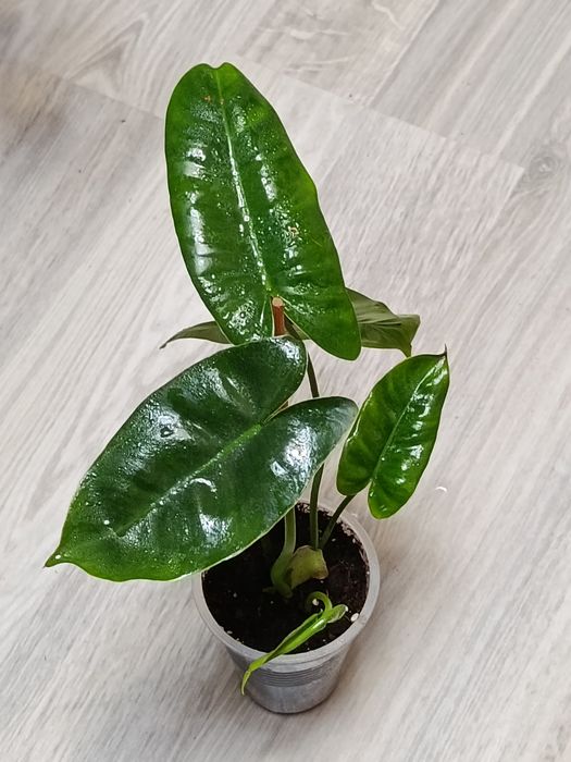 Продам филодендроны