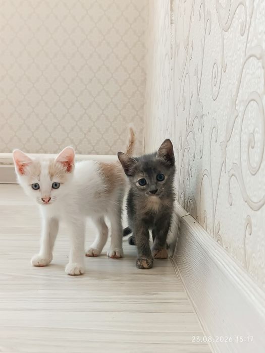 Отдам котят в добрые руки