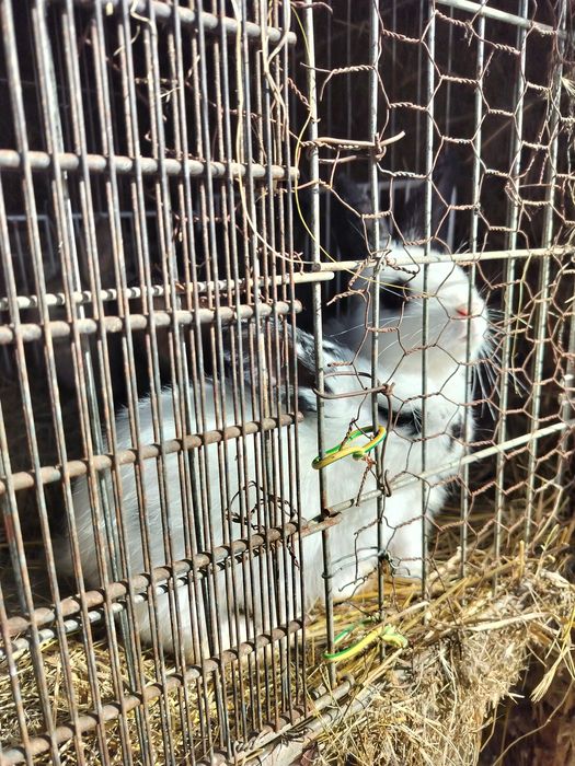 Vând iepuri pui și adulti