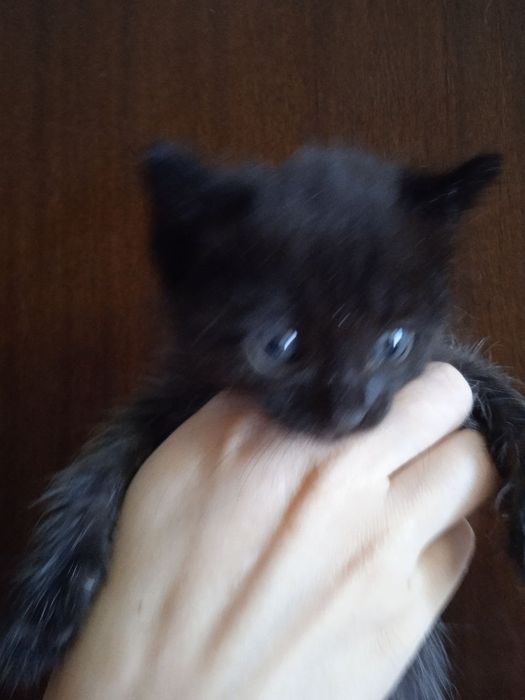 Пристраиваются милые котята