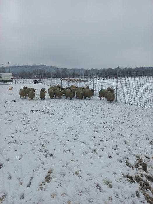 Oi îngrijite de vânzare