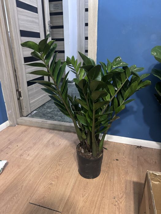 Замиокулькас 80см пышный