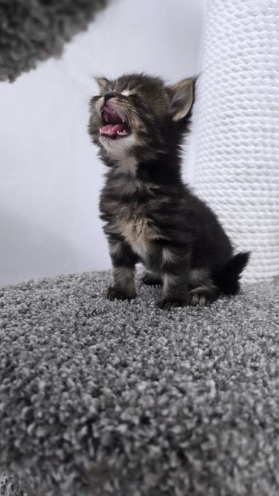 Очаровательные котята мэйнкуны