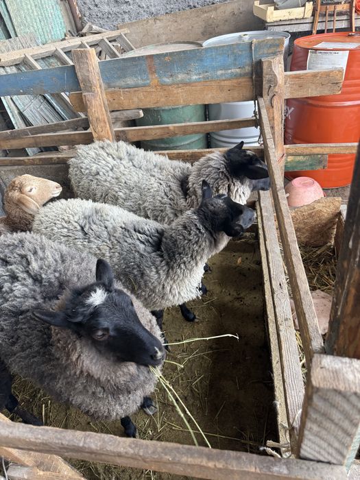 Продам романовских ярок