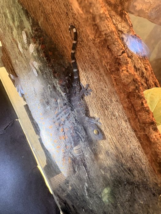 Vand gecko, soparle, parsi si alte exotice rare